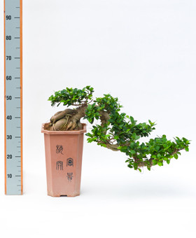 Ficus-microcarpe grond