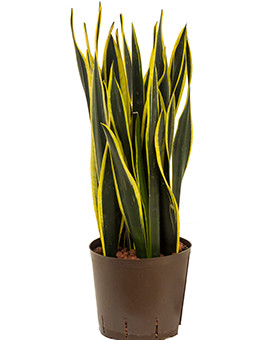 Sansevieria Hydro