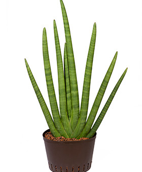 Sansevieria-cylindrica Hydro