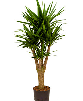 Yucca Hydro