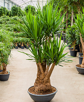 Yucca-elephantipes grond