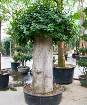 ficus panda Bonsaï grond